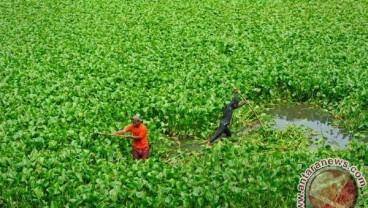 Masyarakat Danau Maninjau Olah Eceng Gondok Jadi Kerajinan Bernilai