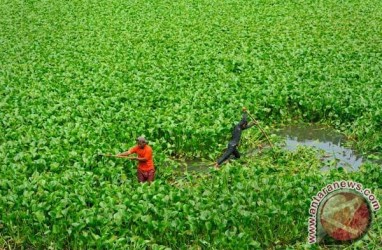 Masyarakat Danau Maninjau Olah Eceng Gondok Jadi Kerajinan Bernilai