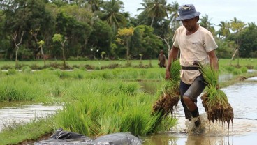 30.000 Ha Sawah Tadah Hujan di Sumbar Mulai Ditanami Padi