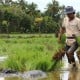 30.000 Ha Sawah Tadah Hujan di Sumbar Mulai Ditanami Padi