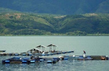 Populasi Ikan Bilih Endemik Danau Singkarak Semakin Terancam