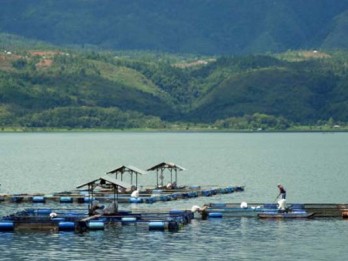 Populasi Ikan Bilih Endemik Danau Singkarak Semakin Terancam