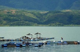 Populasi Ikan Bilih Endemik Danau Singkarak Semakin Terancam