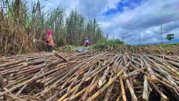 Produksi Gula PTPN X Sudah Mencapai 322.000 Ton