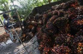Kenaikan Harga Sawit Riau Berlanjut, Pekan Ini di…