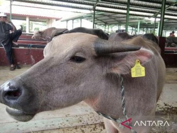 Ribuan Ternak di Grobogan Memiliki Tanda Pengenal