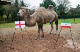 Inggris vs Iran: Camilla Si Unta Sakti Prediksi Three Lions Menang