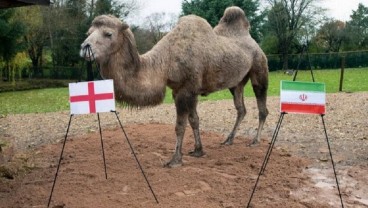 Inggris vs Iran: Camilla Si Unta Sakti Prediksi Three Lions Menang
