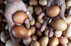 Harga Telur di Palembang Merangkak Naik