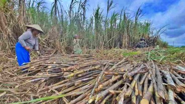 Bank Jatim Siap Beri Kredit Petani Tebu Binaan SGN