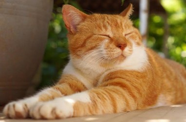 Kenalkan Soleh Si Kucing yang Jadi PNS Kantor Pajak, Begini Ceritanya!