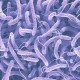 Catat! Ini 12 Bakteri Paling Mematikan di Dunia Menurut WHO