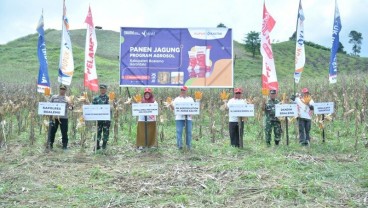 Capai Hasil Maksimal, Agrosolution Pupuk Kaltim Dorong Produktivitas Jagung Boalemo hingga 7,6 Ton/Ha