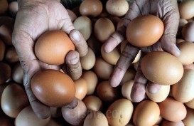 Naik! Harga Telur Ayam di Jakarta Tembus Rp29.372 per Kg