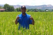 Vale Terapkan Pertanian SRI Organik Dekat Area Tambang, Produksi Meningkat