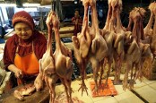 Daging Ayam dari Perusahaan Besar Banjiri Pasar, Para Peternak Kecil Teriak
