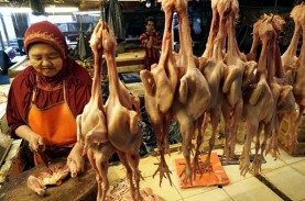 Daging Ayam dari Perusahaan Besar Banjiri Pasar, Para…