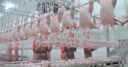Ayam potong produksi PT Widodo Makmur Unggas Tbk. (WMUU)/Dok.Perusahaan. 