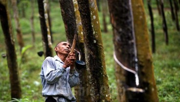 Harga Karet Petani Kuansing Pekan Ini Naik ke Posisi Rp9.410 per Kg