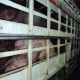 Langgar Aturan Karantina, 26 Ekor Babi Ditahan Masuk Balikpapan