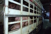 Langgar Aturan Karantina, 26 Ekor Babi Ditahan Masuk Balikpapan
