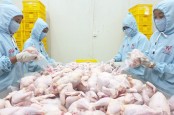 Emiten Unggas CPIN, JPFA, MAIN, Dkk Peluang Nikmati Kenaikan Laba 2023
