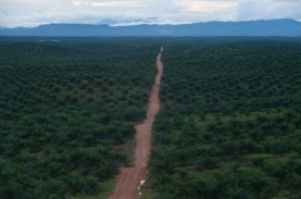 Uni Eropa Larang Impor Hasil Deforestasi, Ini Tanggapan…
