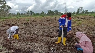 Kilang Pertamina Dumai Gandeng BPTP Riau Dorong Budi Daya Sorgum di Lahan Gambut