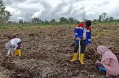 Kilang Pertamina Dumai Gandeng BPTP Riau Dorong Budi Daya Sorgum di Lahan Gambut