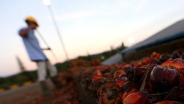 Neraca Perdagangan November Surplus, Ekspor-Impor Terkoreksi