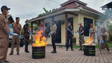 Waduh! Komoditas Pertanian Ilegal Asal Mamuju hingga Jerman Dimusnahkan