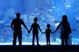 Akuarium Terbesar di Dunia Meledak, 1.500 Ikan Kocar-kacir