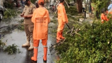 Hujan Deras  Guyur Jakarta, 6 Pohon Tumbang