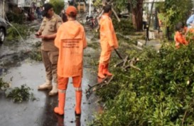Hujan Deras  Guyur Jakarta, 6 Pohon Tumbang