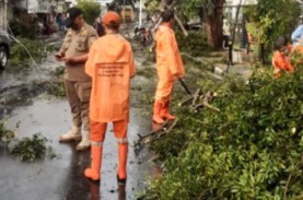 Hujan Deras  Guyur Jakarta, 6 Pohon Tumbang