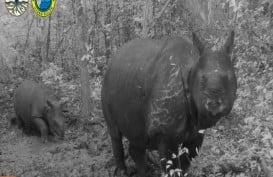 "LordZac", Anak Badak Jawa yang Baru Lahir di Taman Nasional Ujung Kulon