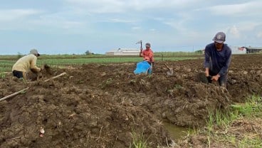 Nestapa Petani Garam di Cirebon, Terpaksa Alih Tanam Bawang karena Cuaca Buruk