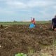 Nestapa Petani Garam di Cirebon, Terpaksa Alih Tanam Bawang karena Cuaca Buruk