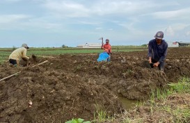Nestapa Petani Garam di Cirebon, Terpaksa Alih Tanam Bawang karena Cuaca Buruk