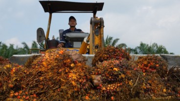 Peluang Rebound Saham Astra Agro (AALI) Saat Sentimen Apresiasi Harga CPO