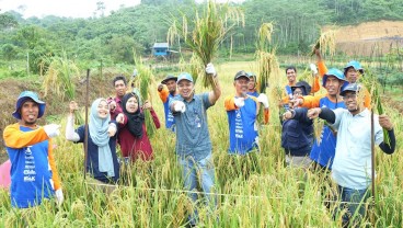 Implementasikan Smart Agriculture, Program Sawah Surjan Pupuk Kaltim Capai Hasil Optimal
