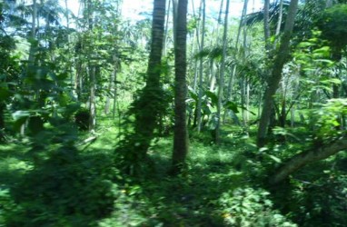 Hutan Seluas 2,3 Juta Ha di Sumbar Hanya Dijaga 138 Polhut, Ini Solusinya