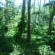 Hutan Seluas 2,3 Juta Ha di Sumbar Hanya Dijaga 138 Polhut, Ini Solusinya