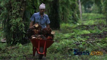 Program Replanting Sawit Tak Capai Target Jokowi, Ini Sebabnya