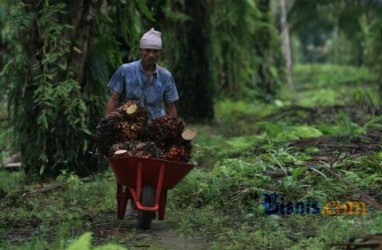 Program Replanting Sawit Tak Capai Target Jokowi, Ini Sebabnya