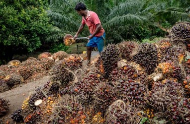 Kinerja Pertanian Kalbar, Produksi Sawit Membaik, Komoditas Karet Jeblok