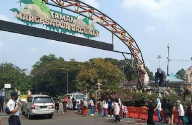 Spesial Natal, Ada Atraksi Gorila di Taman Margasatwa Ragunan Jakarta