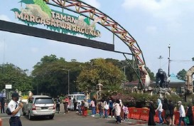 Spesial Natal, Ada Atraksi Gorila di Taman Margasatwa Ragunan Jakarta
