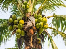 Ini Dia 7  Manfaat Kelapa Hijau untuk Kesehatan