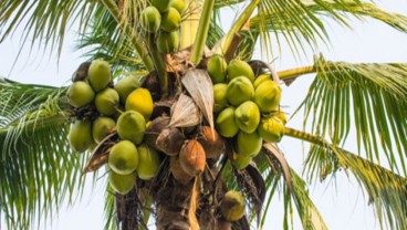 Ini Dia 7  Manfaat Kelapa Hijau untuk Kesehatan